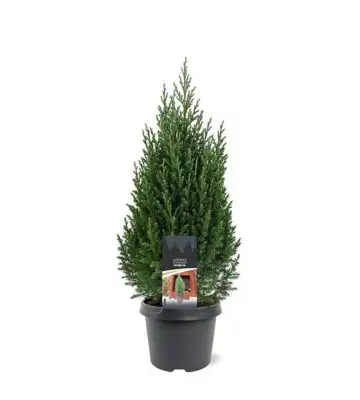Юниперус D19 H70 - Juniperus chinensis Stricta