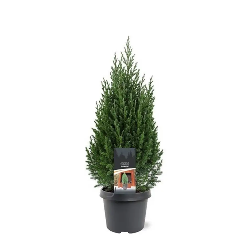 Юниперус D19 H70 - Juniperus chinensis Stricta