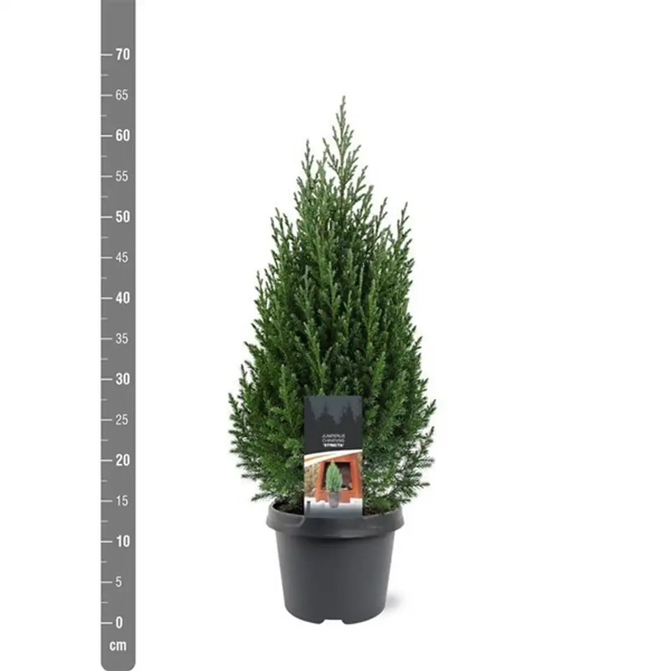 Юниперус D19 H70 - Juniperus chinensis Stricta - Image 2