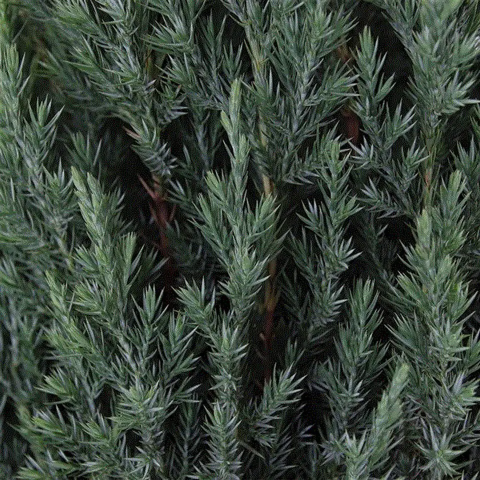 Юниперус D19 H70 - Juniperus chinensis Stricta - Image 3