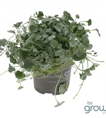 Дихондра D10 H15 - Dichondra Argentea Silver Falls