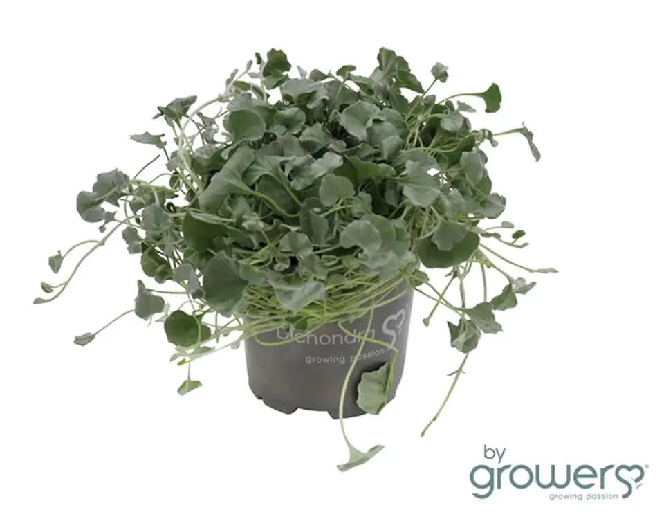 Дихондра D10 H15 - Dichondra Argentea Silver Falls