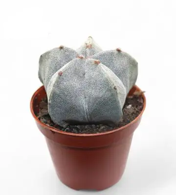 Астрофитум D8.5 H15 - Astrophytum myriostigma