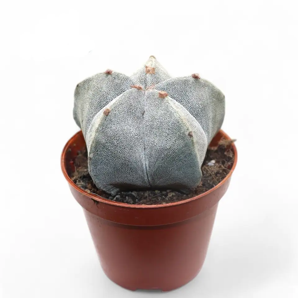 Астрофитум D8.5 H15 - Astrophytum myriostigma