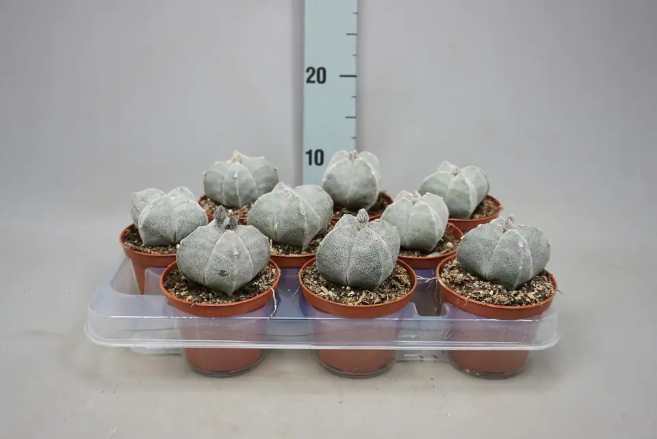 Астрофитум D8.5 H15 - Astrophytum myriostigma - Image 2