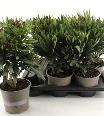 Олеандър D17 H50 - Nerium Oleander mix