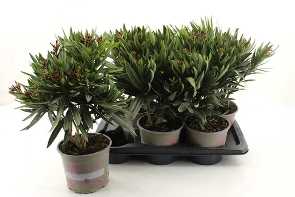 Олеандър D17 H50 - Nerium Oleander mix