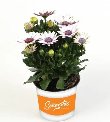 Остеоспермум D10 H22 - Osteospermum Senorita Blanca