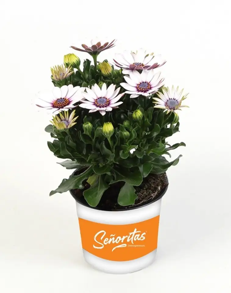 Остеоспермум D10 H22 - Osteospermum Senorita Blanca