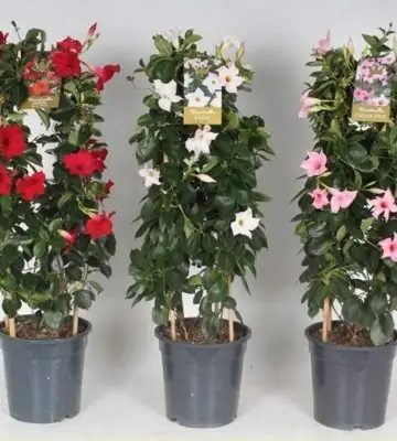 Мандевила D21 H80 - Mandevilla mix