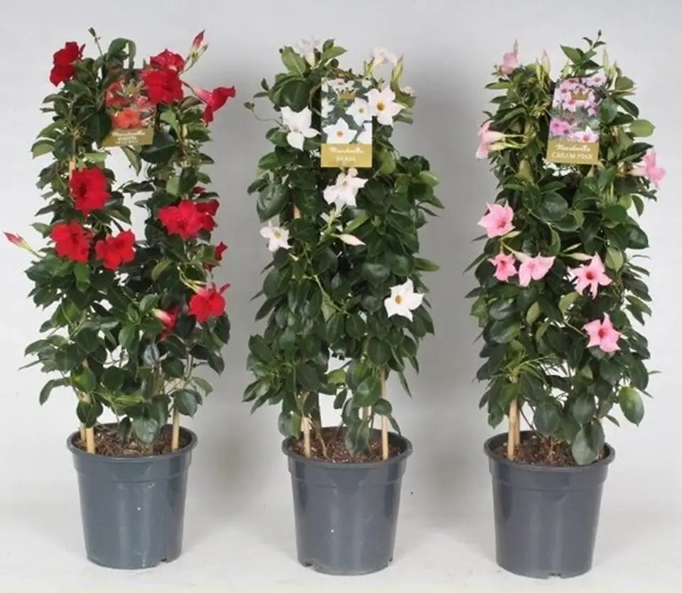 Мандевила D21 H80 - Mandevilla mix