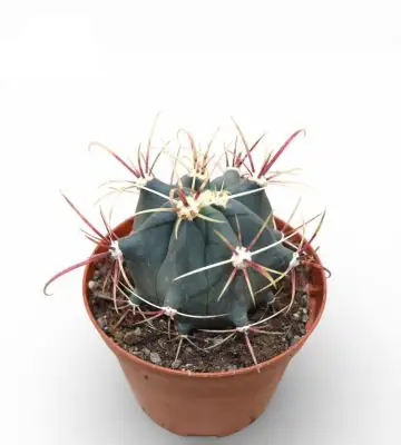 Кактус D10.5 H16 - Ferocactus Emoryi