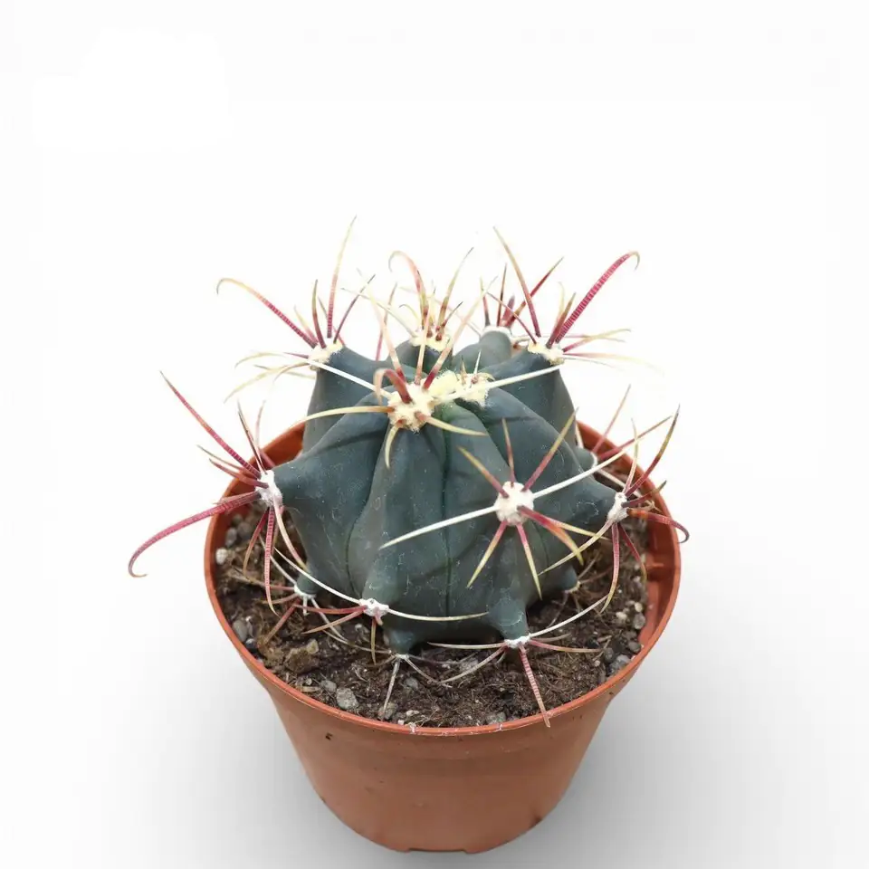 Кактус D10.5 H16 - Ferocactus Emoryi