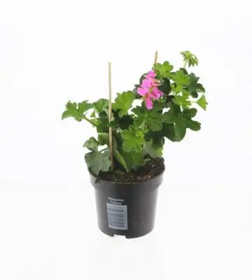 Пеларгониум D10 H25 - Pelargonium Peltatum Balkon Lila