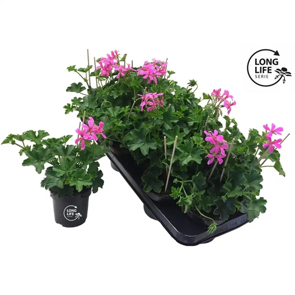 Пеларгониум D10 H25 - Pelargonium Peltatum Balkon Lila - Image 2