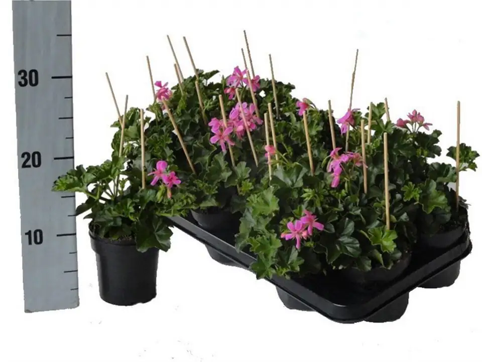 Пеларгониум D10 H25 - Pelargonium Peltatum Balkon Lila - Image 3