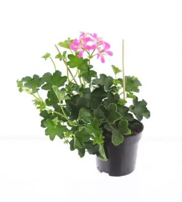 Пеларгониум D10 H25 - Pelargonium Peltatum Balkon Pink