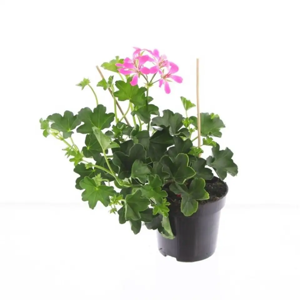 Пеларгониум D10 H25 - Pelargonium Peltatum Balkon Pink