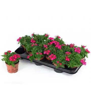 Вербена D10 H15 - Verbena Drums Pink