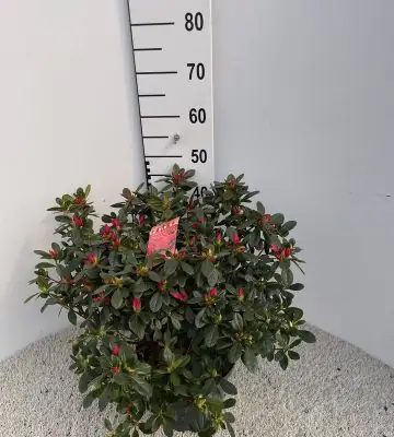 Рододендрон D23 H50 - Rhododendron Azalea