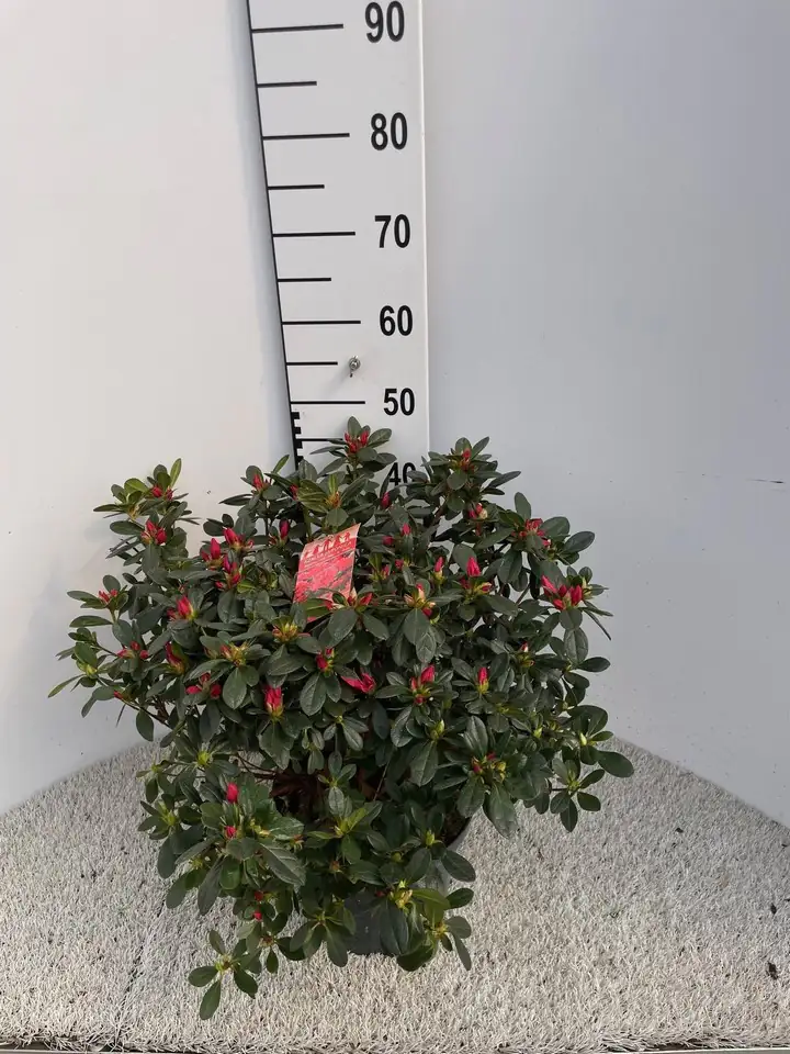 Рододендрон D23 H50 - Rhododendron Azalea