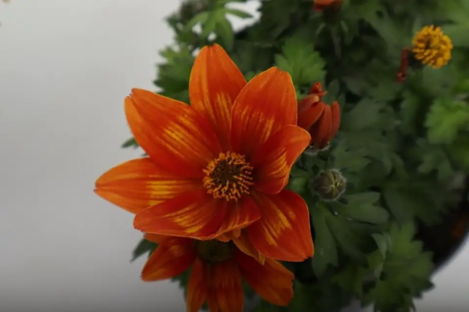 Биденс D10.5 H18 - Bidens Taka Tuka - Image 2