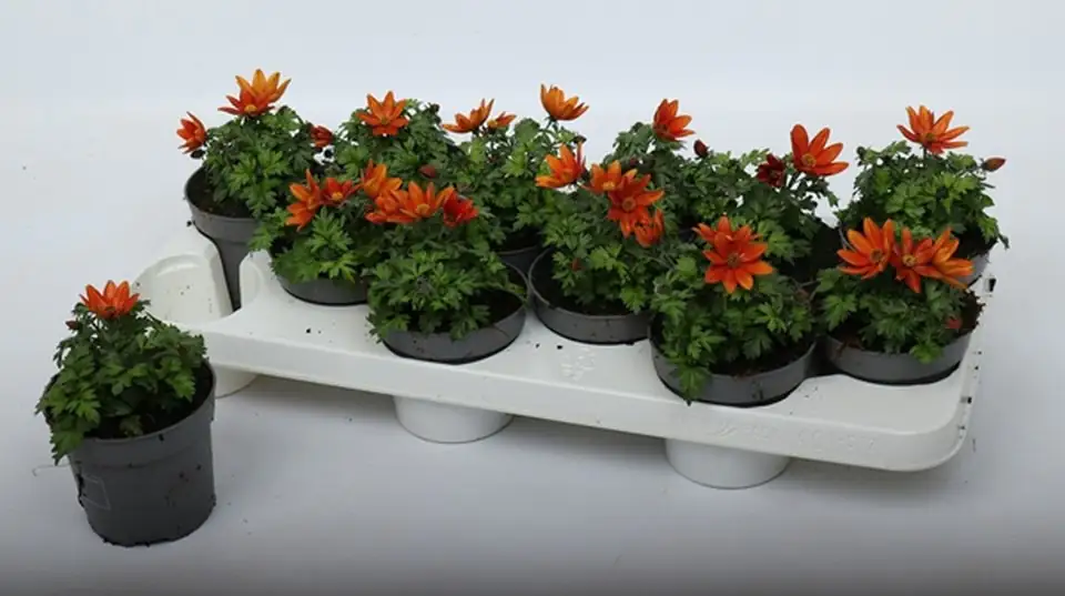Биденс D10.5 H18 - Bidens Taka Tuka - Image 3