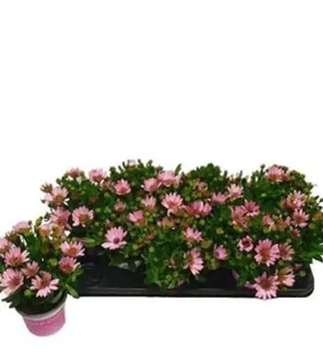 Остеоспермум D10 H22 - Osteospermum Double Pink