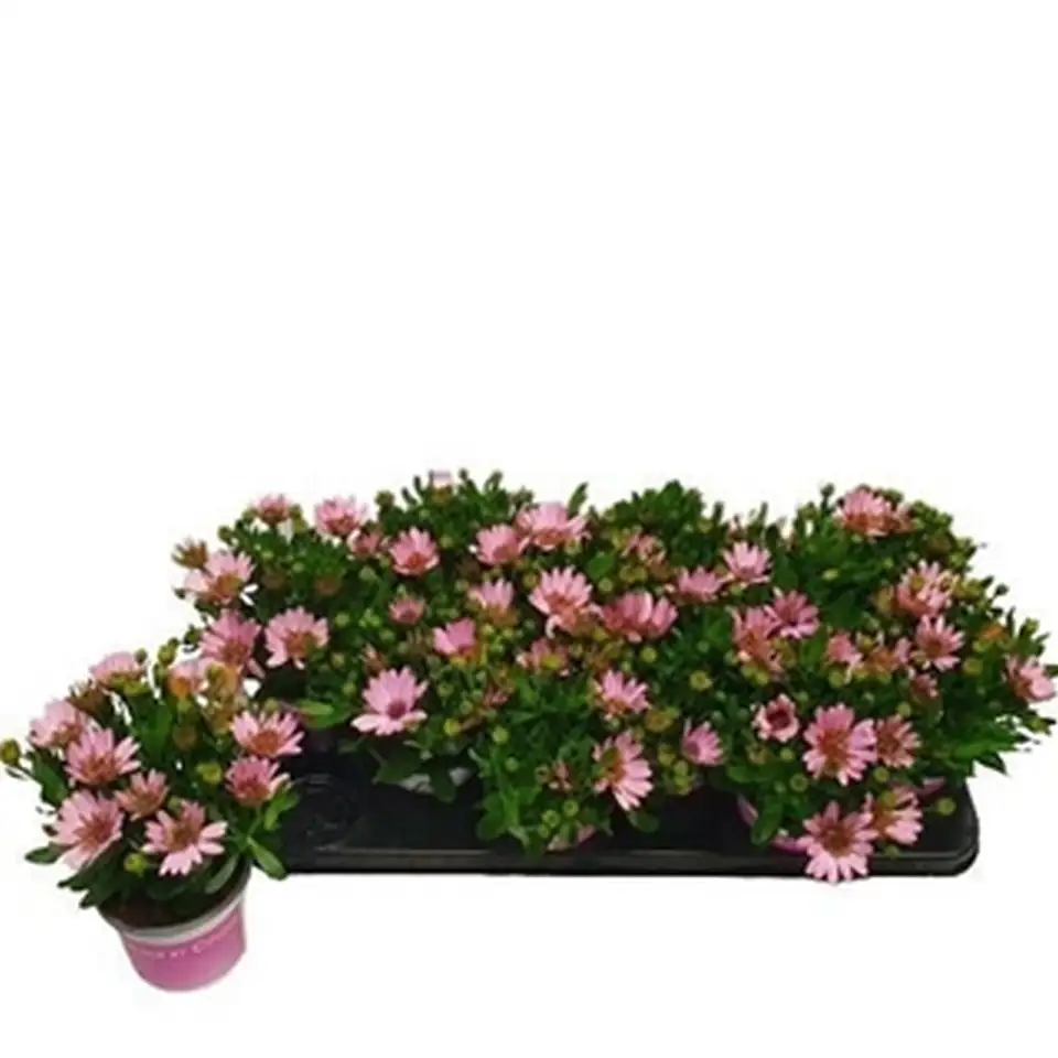 Остеоспермум D10 H22 - Osteospermum Double Pink