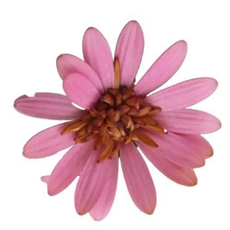 Остеоспермум D10 H22 - Osteospermum Double Pink - Image 2