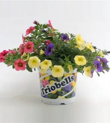 Калибрахоа D13 H22 - Calibrachoa Triobells Pastel