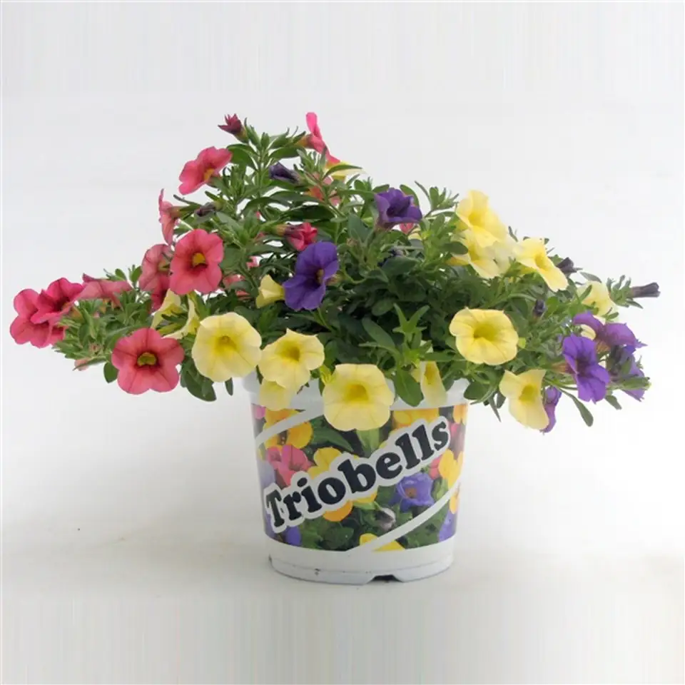 Калибрахоа D13 H22 - Calibrachoa Triobells Pastel