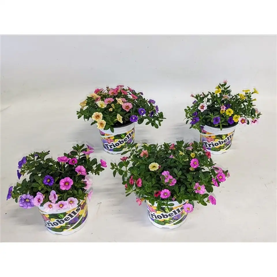 Калибрахоа D13 H22 - Calibrachoa Triobells Pastel - Image 2