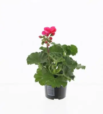 Пеларгониум 10/25 - Pelargonium Zonale F1 Hot Pink