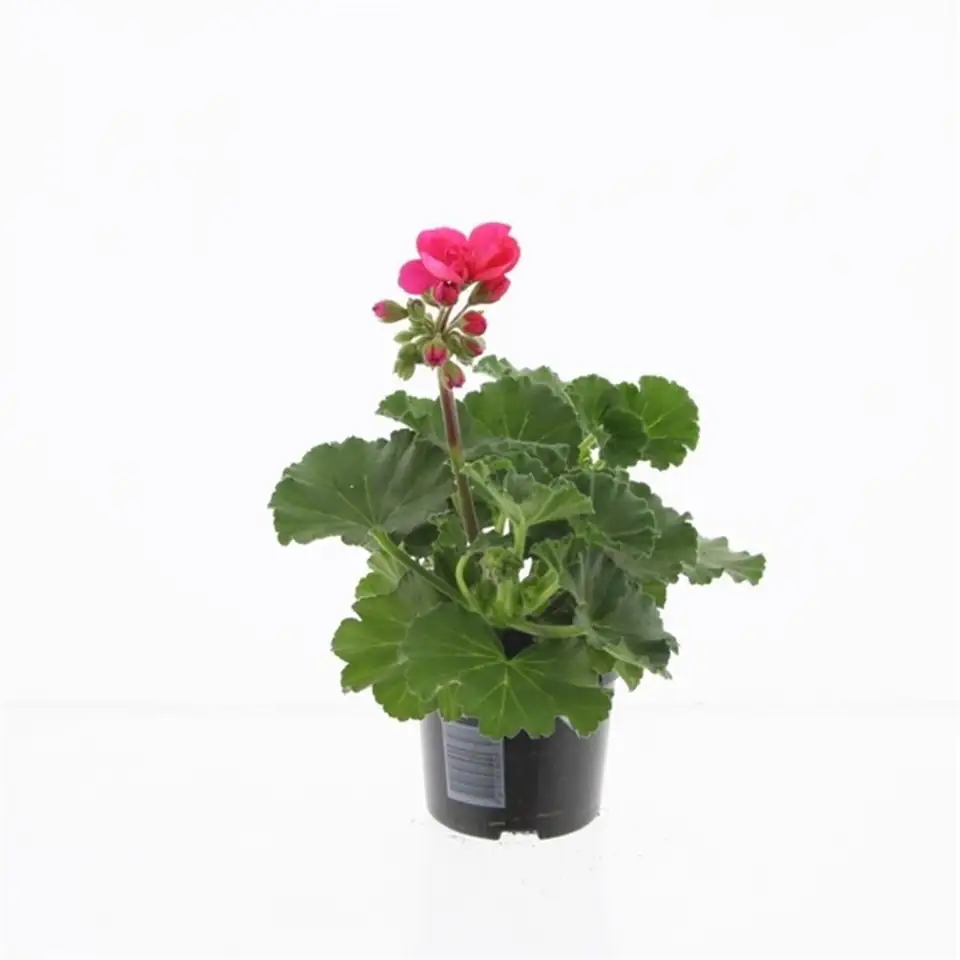 Пеларгониум 10/25 - Pelargonium Zonale F1 Hot Pink