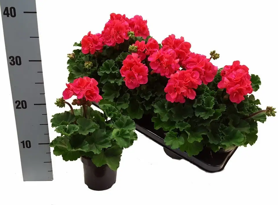 Пеларгониум 10/25 - Pelargonium Zonale F1 Hot Pink - Image 3