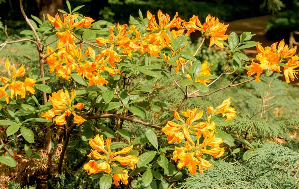 Рододендрон D23 H55 - Rhododendron Mollis Klondyke - Image 2