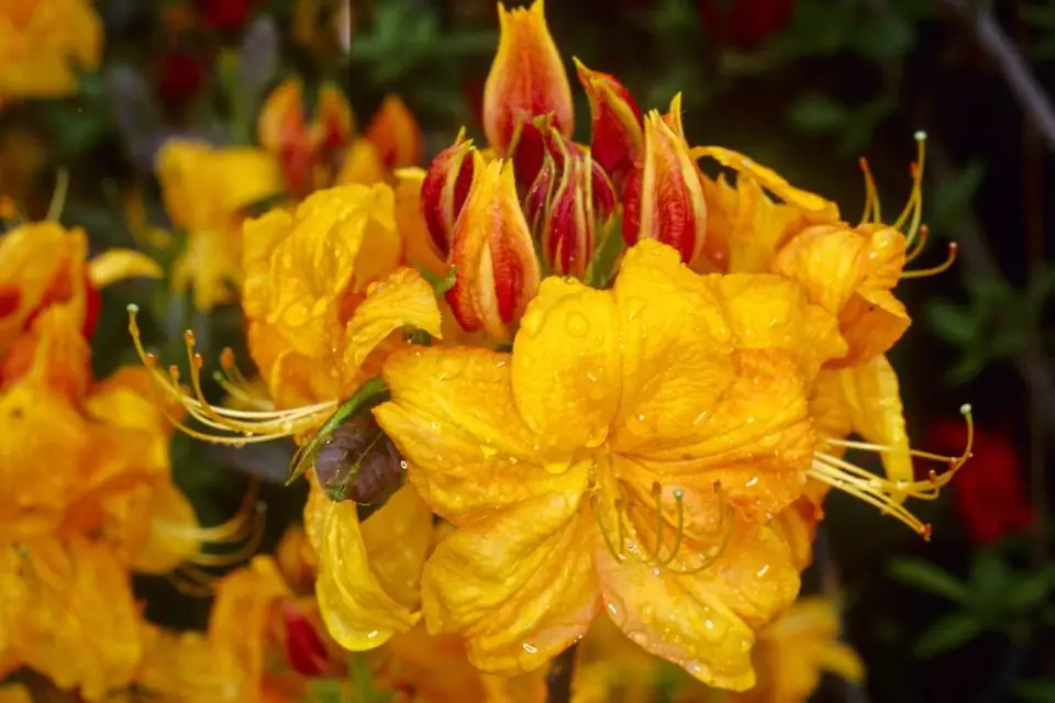 Рододендрон D23 H55 - Rhododendron Mollis Klondyke - Image 3