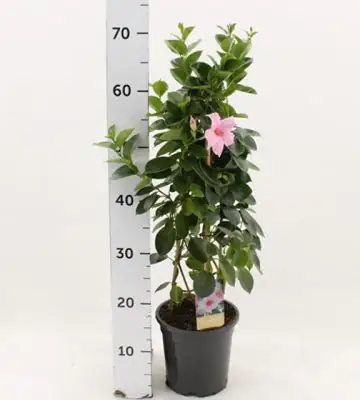 Мандевила D17 H60 - Mandevilla Cream Pink
