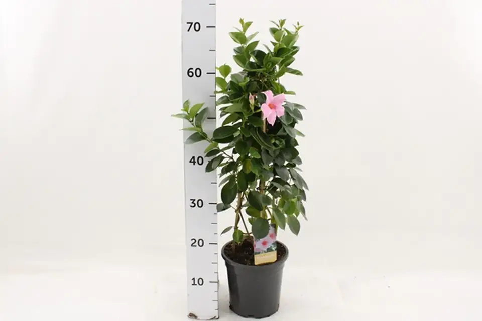 Мандевила D17 H60 - Mandevilla Cream Pink