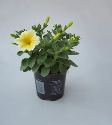 Петуния D10 H15 - Petunia Sunshine Ray