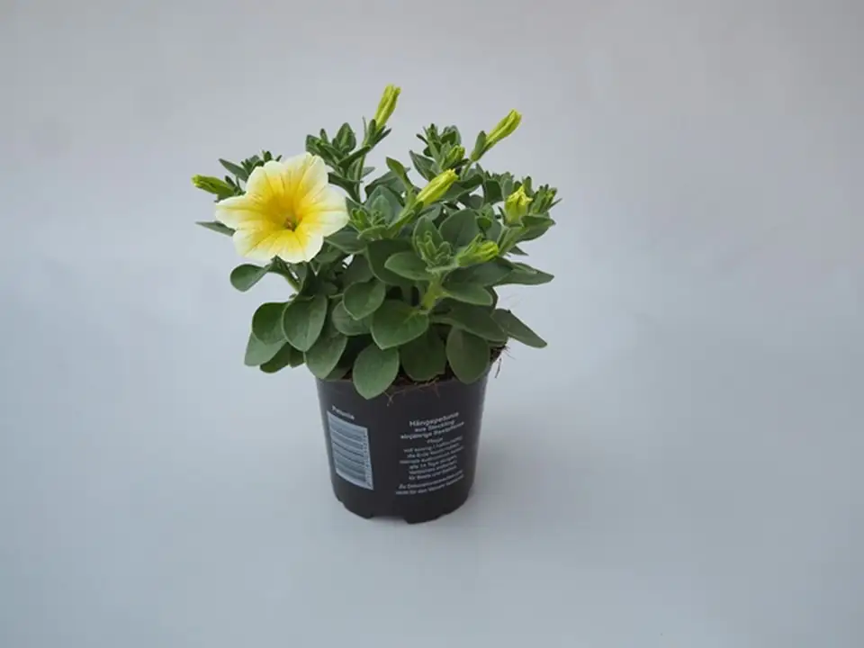 Петуния D10 H15 - Petunia Sunshine Ray