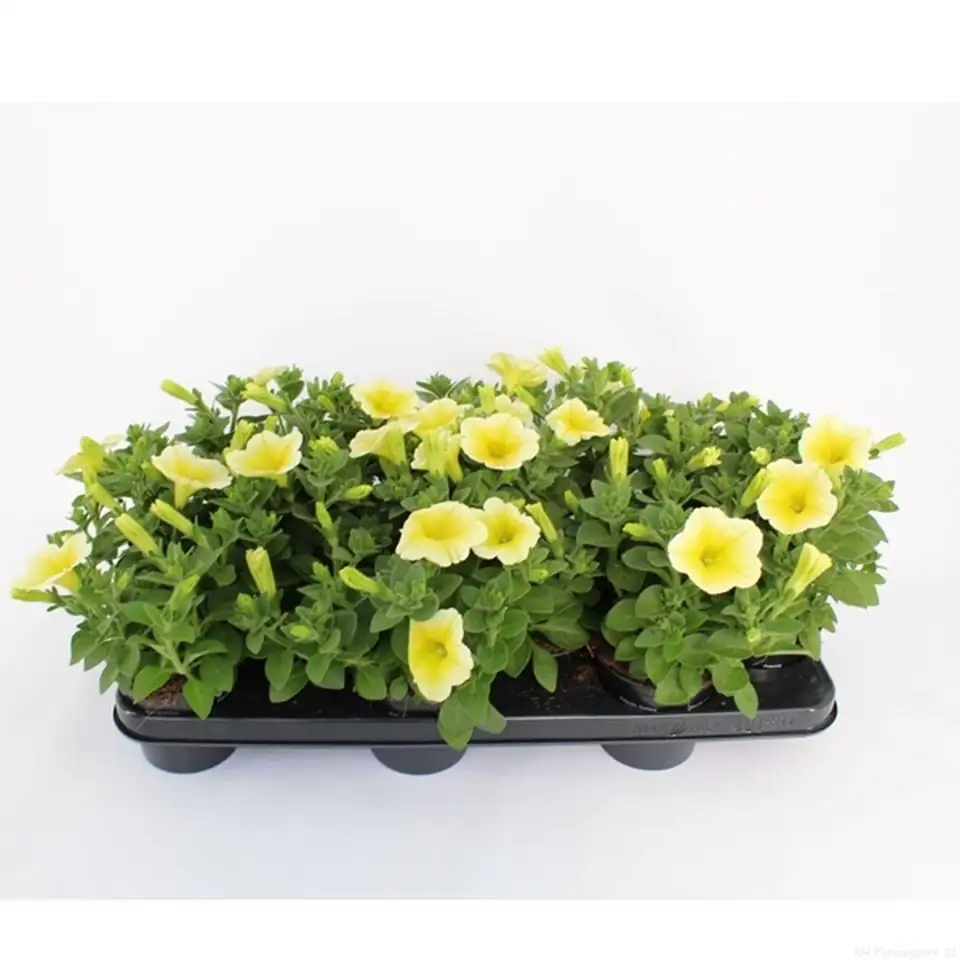 Петуния D10 H15 - Petunia Sunshine Ray - Image 2