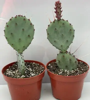 Кактус D10.5 H10 - Opuntia azurea Humifusa