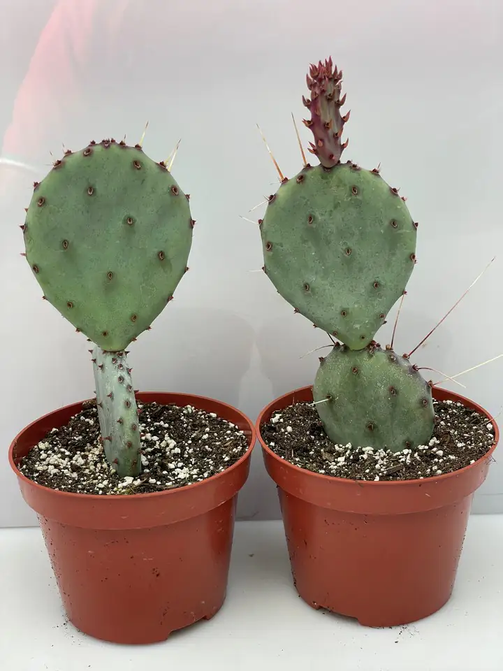 Кактус D10.5 H10 - Opuntia azurea Humifusa