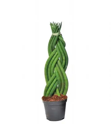 Сансевиера D9 H30 - Sanseviera Twist