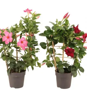 Мандевила D13 H40 - Mandevilla Sundaville Mix