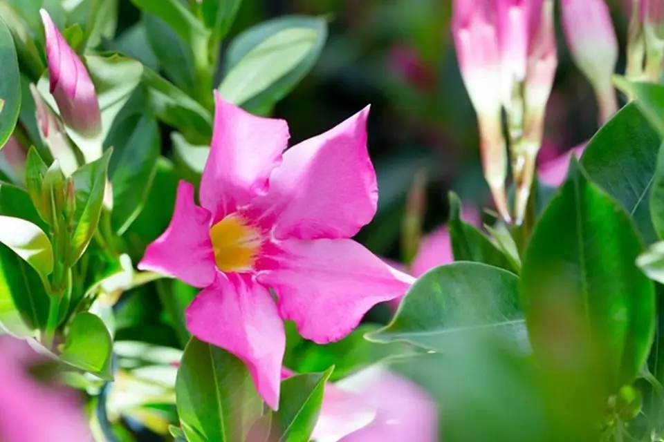 Мандевила D13 H40 - Mandevilla Sundaville Mix - Image 2