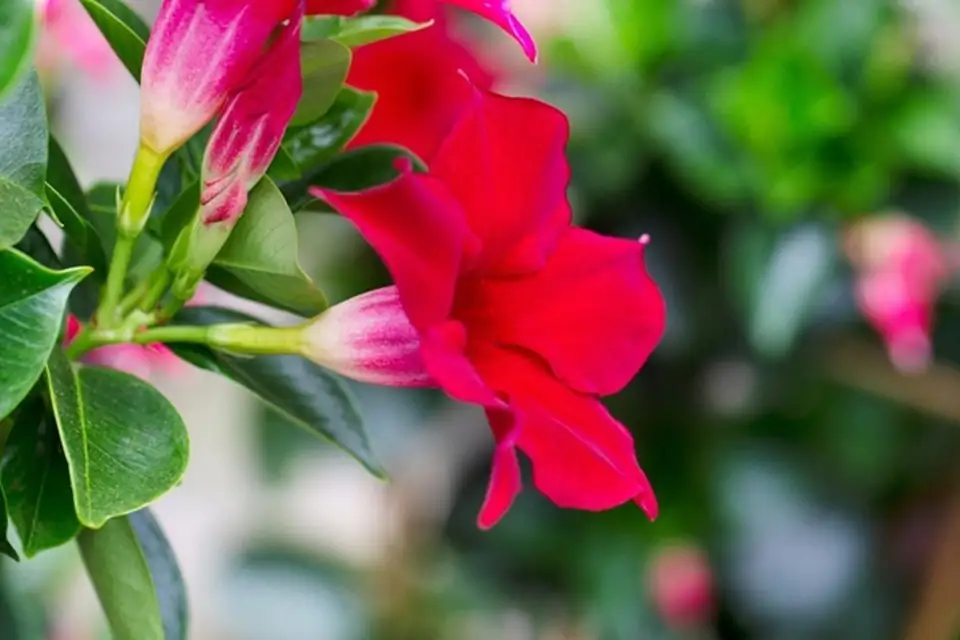 Мандевила D13 H40 - Mandevilla Sundaville Mix - Image 3