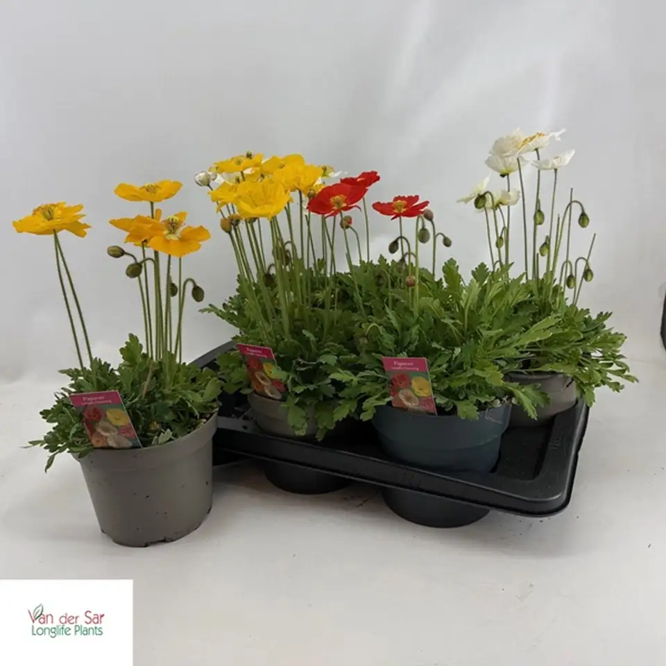 Мак  D17 H35 - Papaver nudicaule mix - Image 2